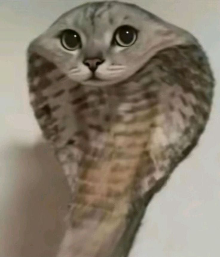 A cat with the long body of a cobra